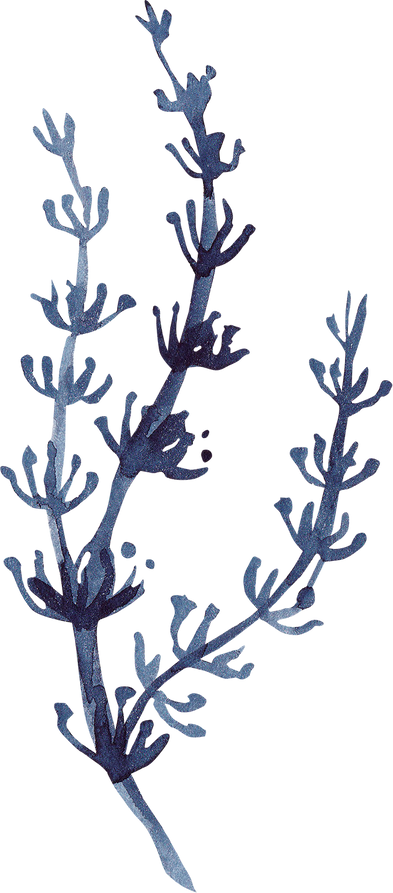 Watercolor illustration of indigo algae