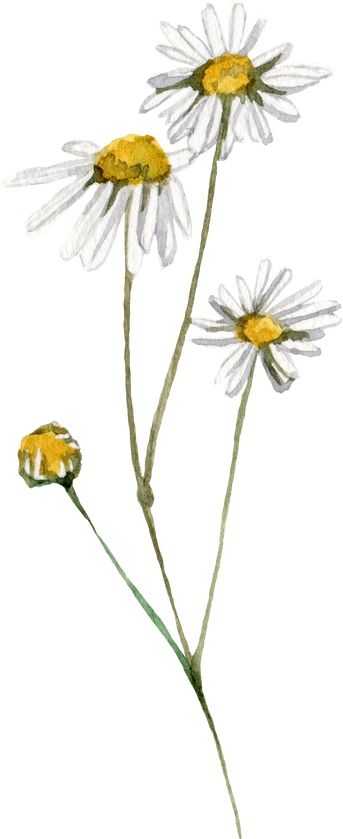 wild flowers
